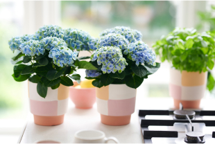 MAGICAL HYDRANGEA - Plantes - Végétaux - Salle de presse - Amsterdam Communication