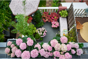 MAGICAL HYDRANGEA - Plantes - Végétaux - Salle de presse - Amsterdam Communication