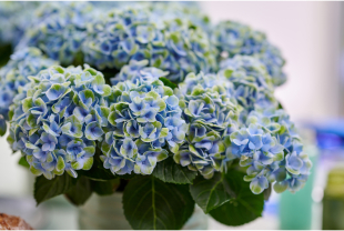 MAGICAL HYDRANGEA - Plantes - Végétaux - Salle de presse - Amsterdam Communication