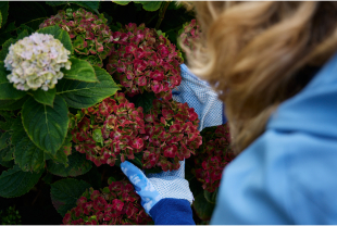 MAGICAL HYDRANGEA - Plantes - Végétaux - Salle de presse - Amsterdam Communication