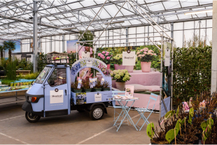 MAGICAL HYDRANGEA - Plantes - Végétaux - Salle de presse - Amsterdam Communication