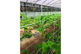 NORTENE - Culture du potager - Salle de presse - Amsterdam Communication