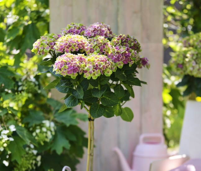 Magical Hydrangea - Amethyst Flowertree