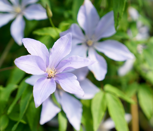 ©JAVOY PLANTES - Clematis Sugar Sweet (zoom)