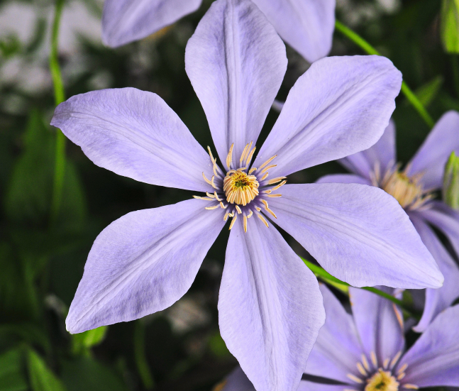 ©JAVOY PLANTES - Clematis Sugar Sweet (fleur)