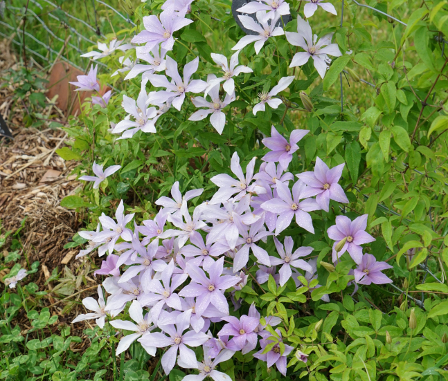 ©JAVOY PLANTES - Clematis Sugar Sweet