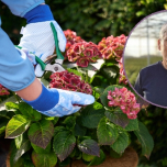 Hortensia d'extérieur